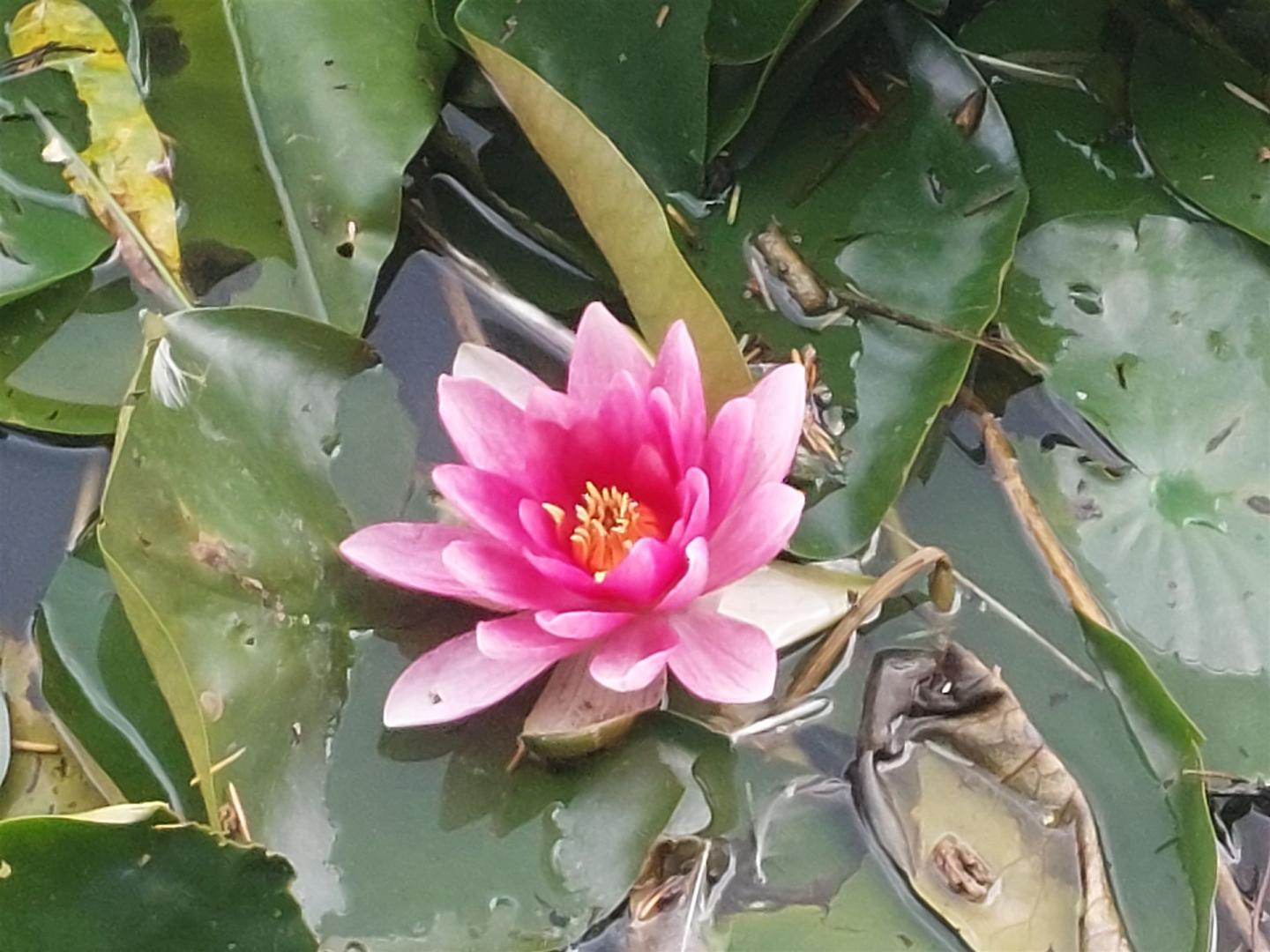 Lotus2